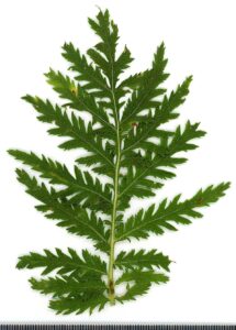 Tanacetum audibertii