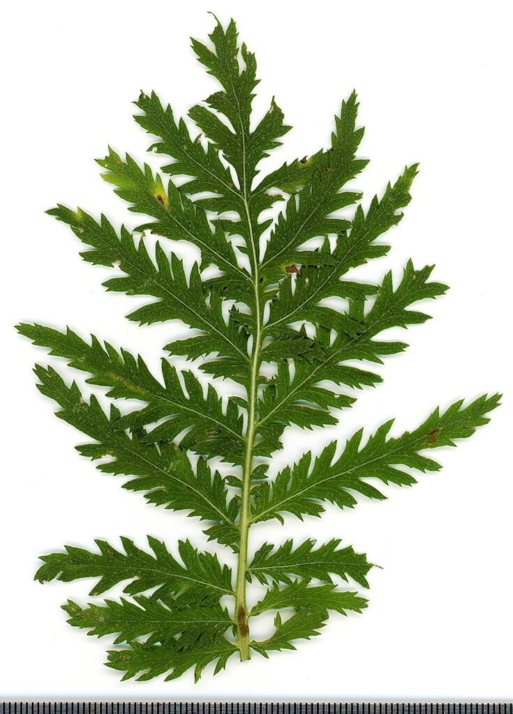 Tanacetum audibertii