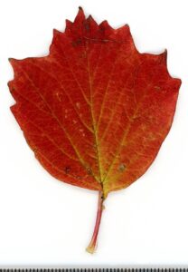 Viburnum opulus