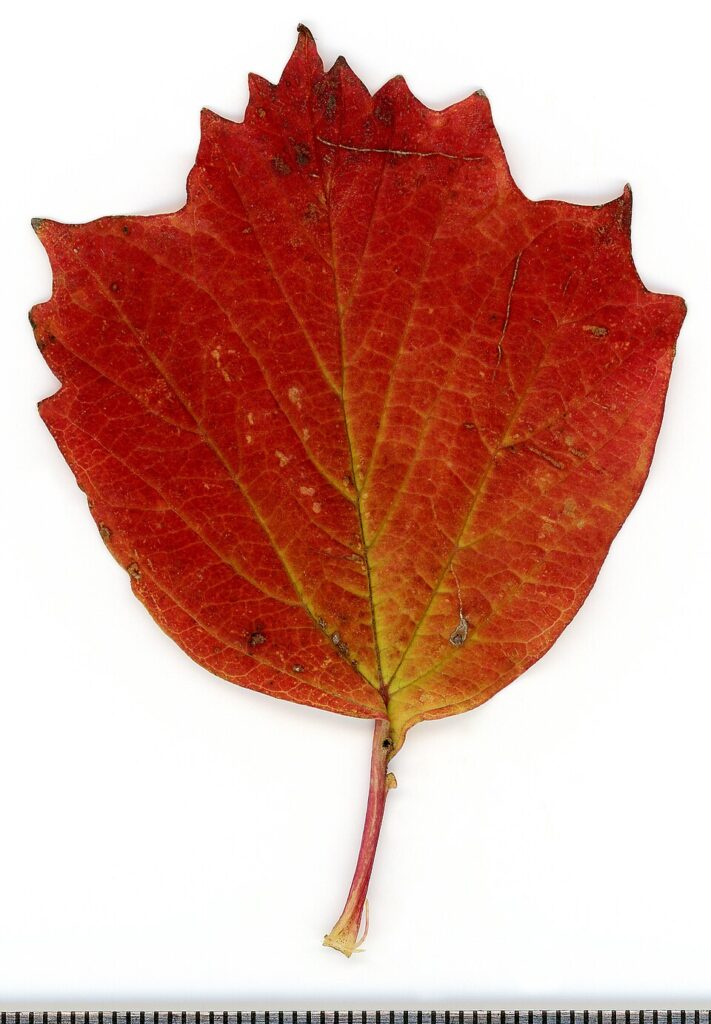 Viburnum opulus
