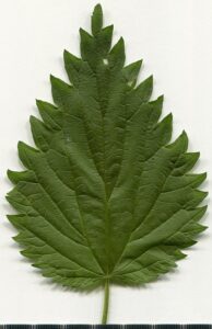 Urtica dioica