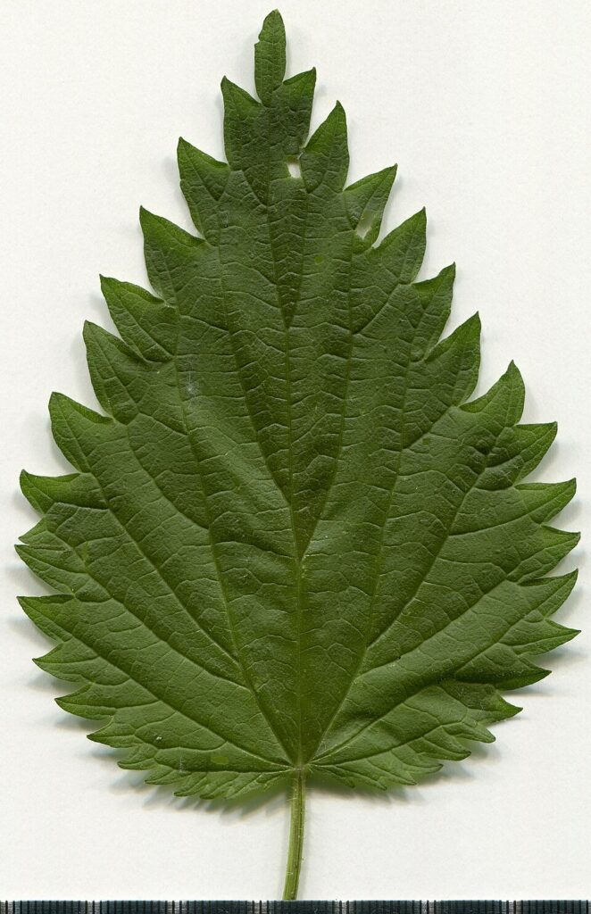 Urtica dioica