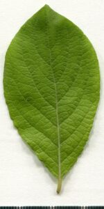 Salix caprea