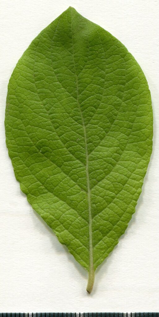 Salix caprea