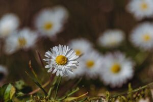 Bellis perennis