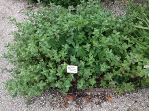 Mentha x rotundifolia