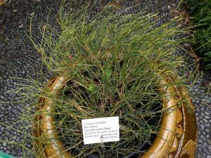 Ephedra sinica