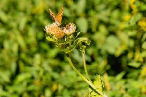 Cirsium oleraceum