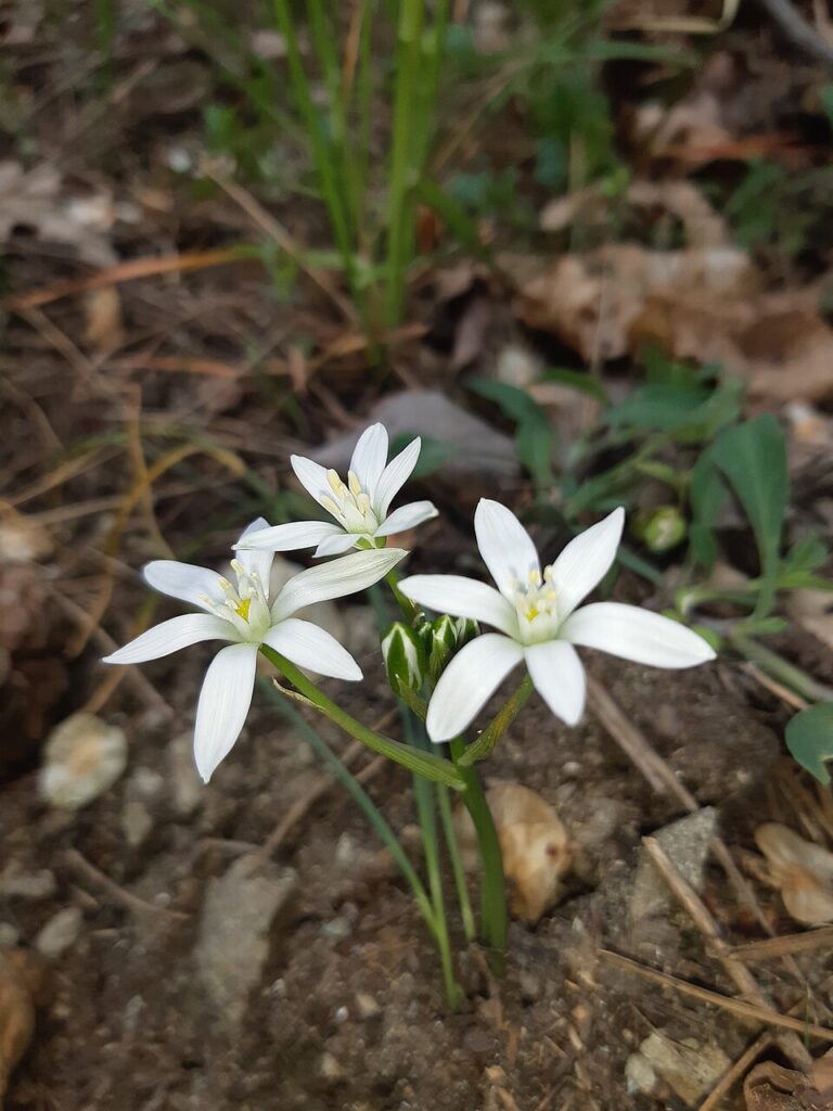 Ornithogalum orthophyllum subsp. orthophyllum