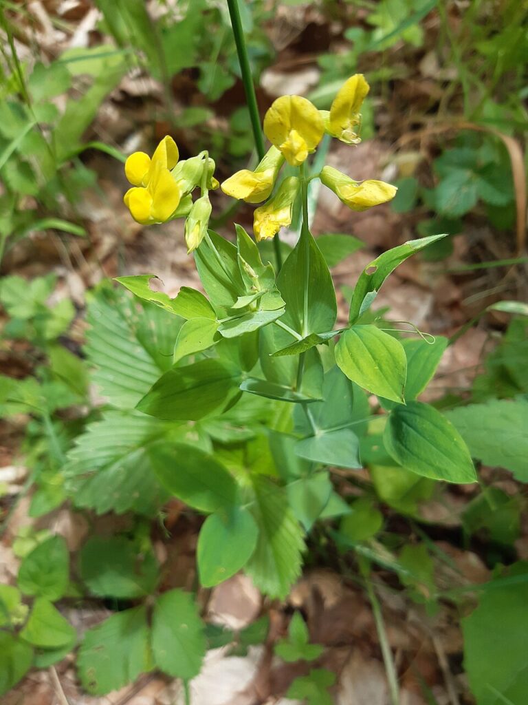 Lathyrus hallersteinii