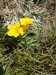 Linum capitatum