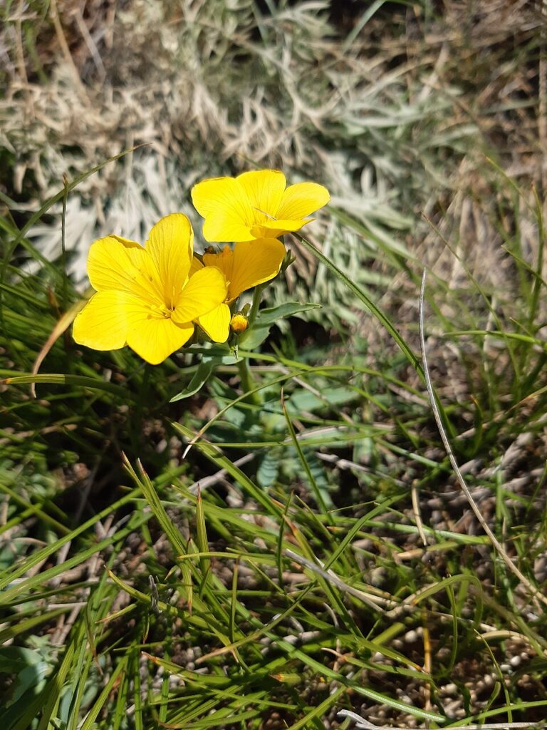 Linum capitatum