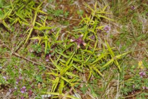 Melampyrum cristatum
