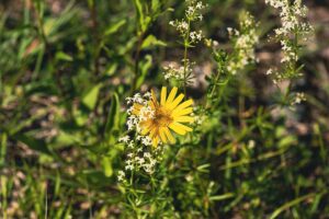 Buphthalmum