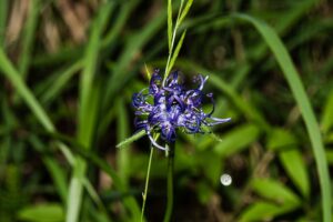Phyteuma orbiculare