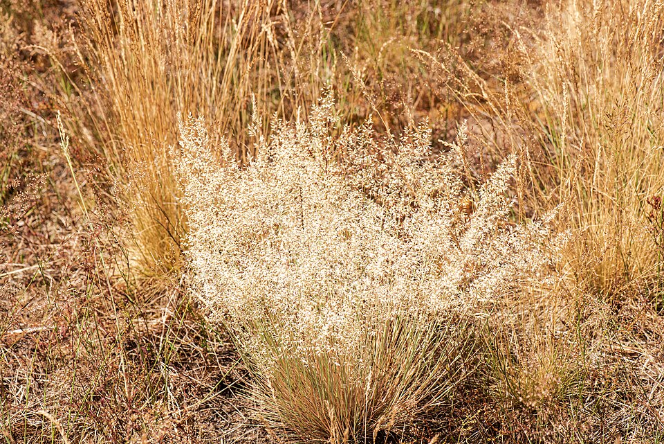 Agrostis capillaris