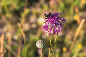 Centaurea scabiosa