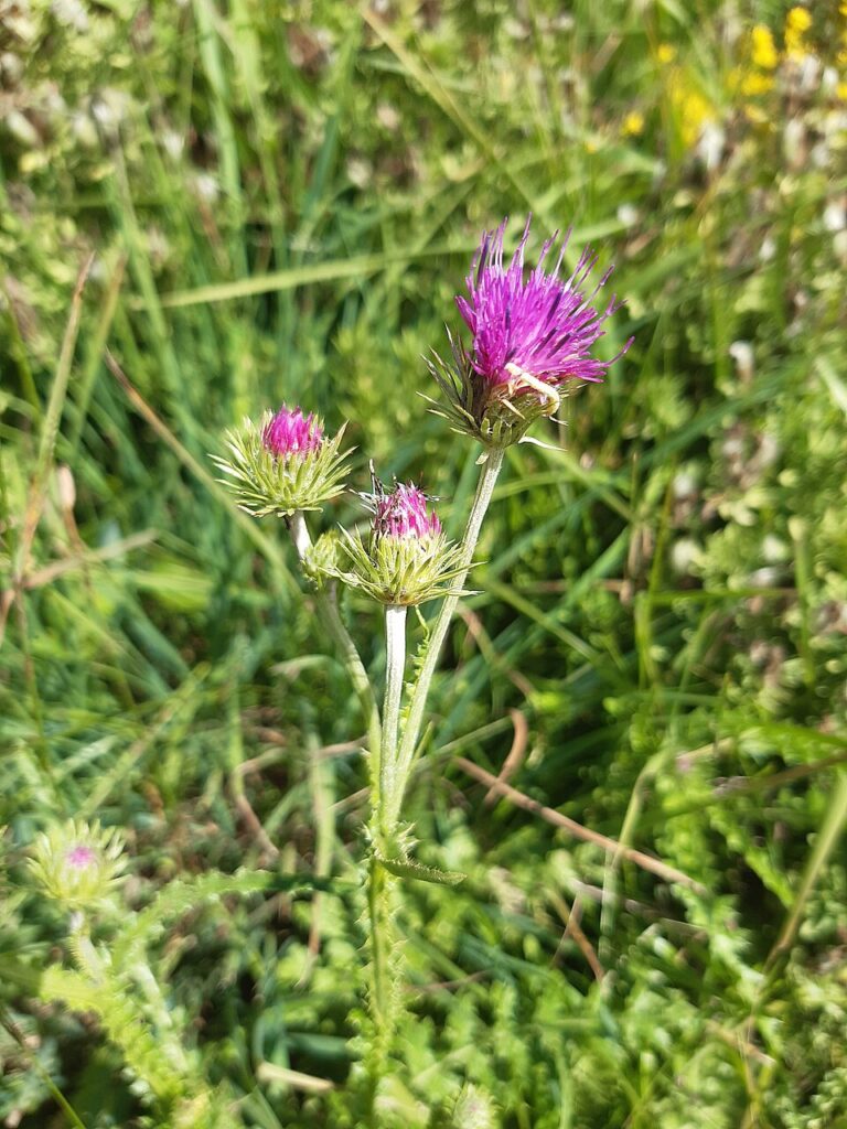 Carduus kerneri