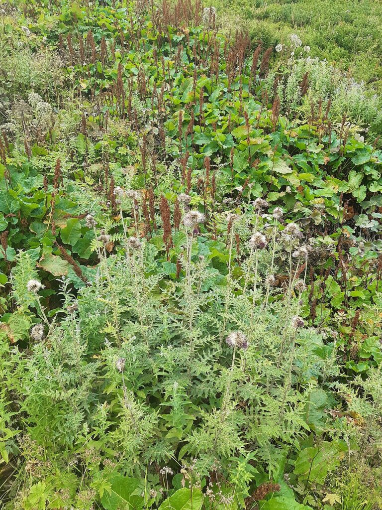 Cirsium appendiculatum