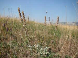 Stachys cretica