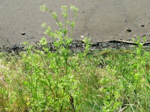 Apium graveolens