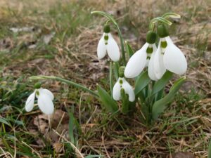 Galanthus elwesii