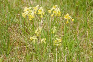Primula veris