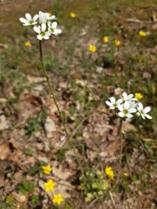 Saxifraga bulbifera