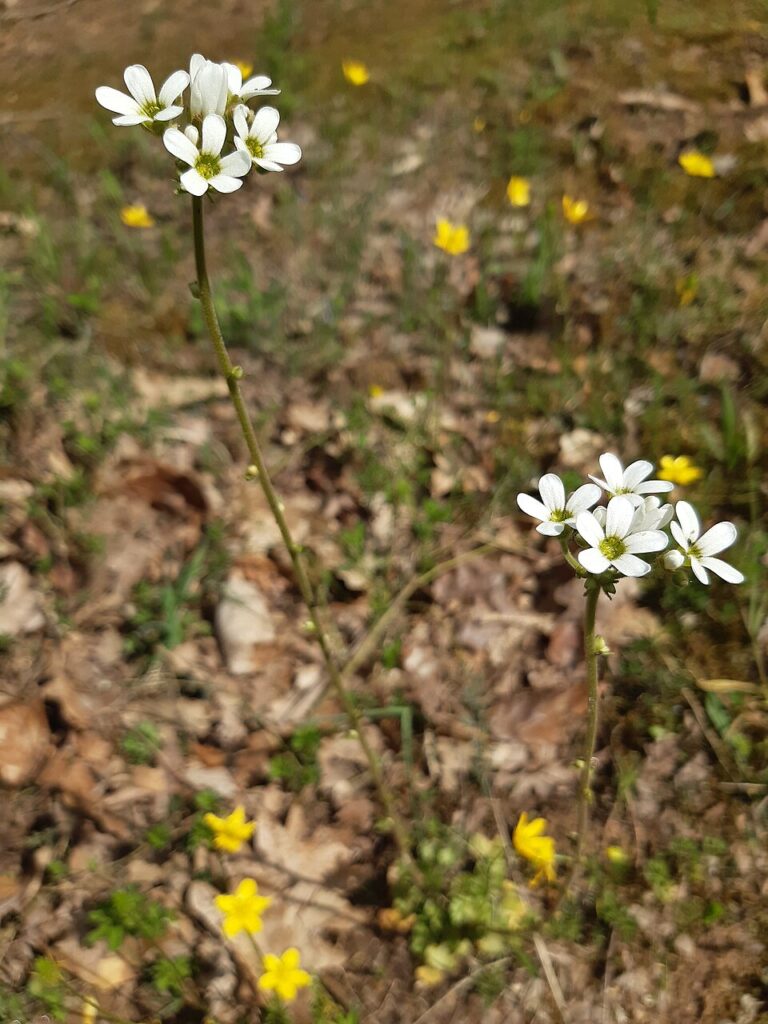 Saxifraga bulbifera
