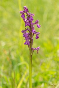 Anacamptis morio