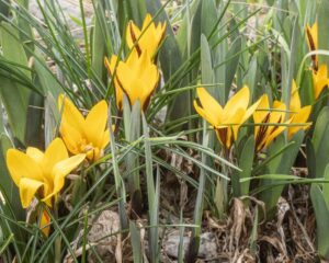 Crocus angustifolius