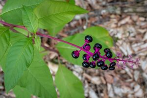 Phytolacca americana