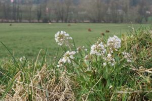 Noccaea caerulescens subsp. caerulescens