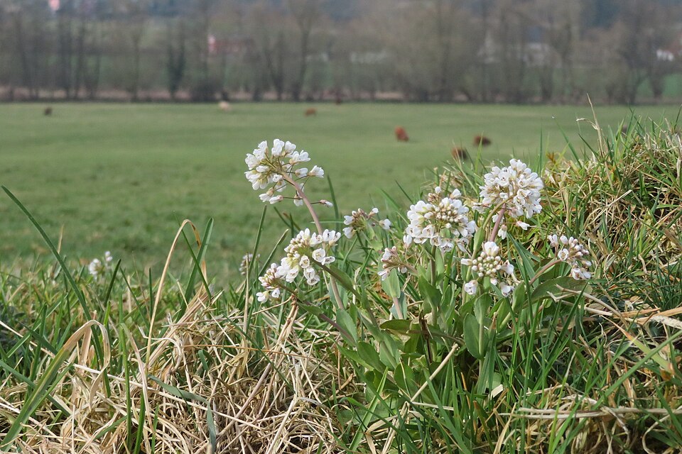 Noccaea caerulescens subsp. caerulescens
