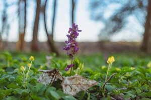 Corydalis cava