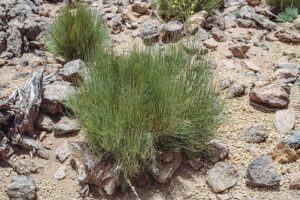 Ephedra major