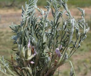 Astragalus rupifragus