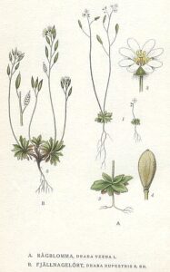 Draba norvegica