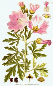 Malva alcea