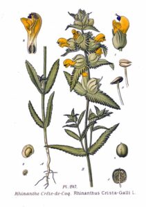 Rhinanthus minor subsp. minor