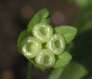 Omphalodes scorpioides