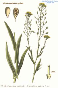 Camelina sativa