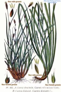 Carex distans