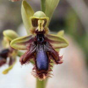 Ophrys speculum subsp. lusitanica