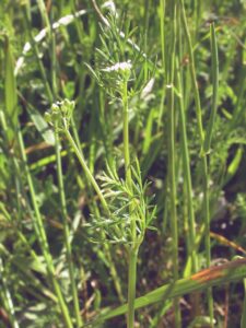 Bifora testiculata