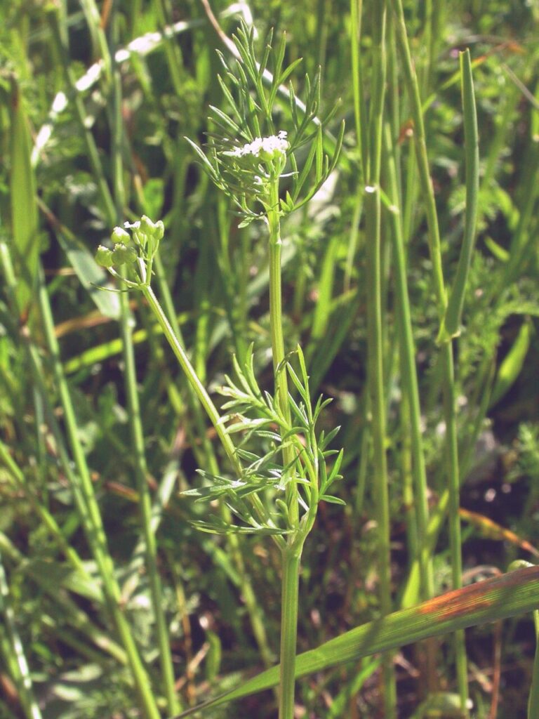 Bifora testiculata