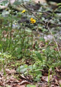 Hieracium umbrosum subsp. umbrosum