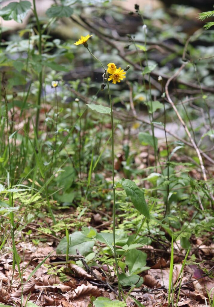 Hieracium umbrosum subsp. umbrosum