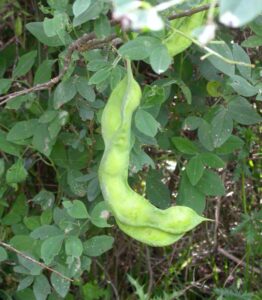 Anagyris foetida