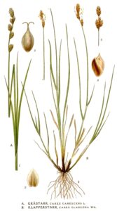 Carex glareosa